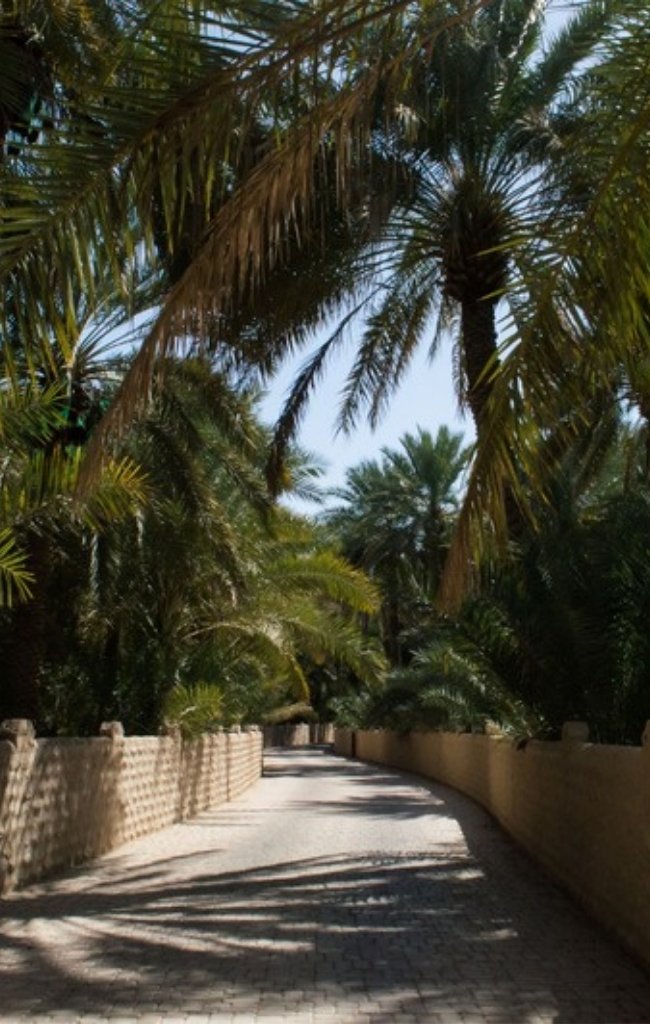 A shaded path through date palms in the Al Ain Oasis