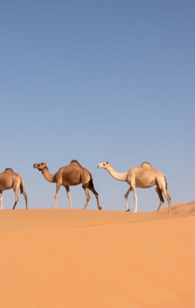 A line of camels crossing a dune in the Empty Quarter