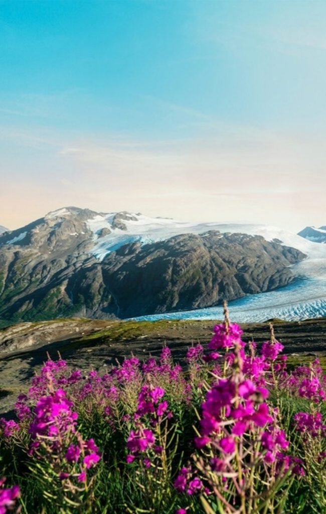 Fireweed in bloom above a glacier in Alaska
