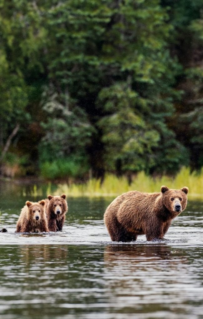 A brown bear and two cubs wading through a river