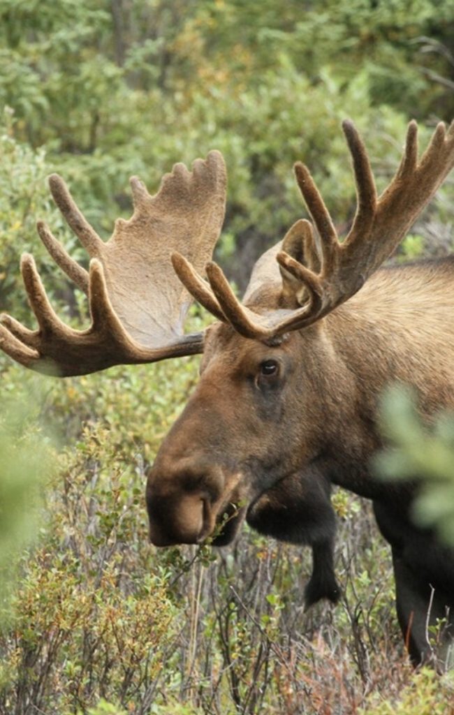 A bull moose in the forest of Interior Alaska