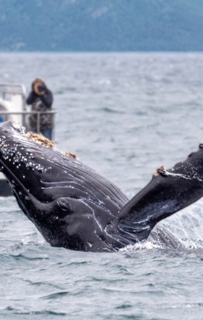 A humpback whale breaching near a whale-watching boat