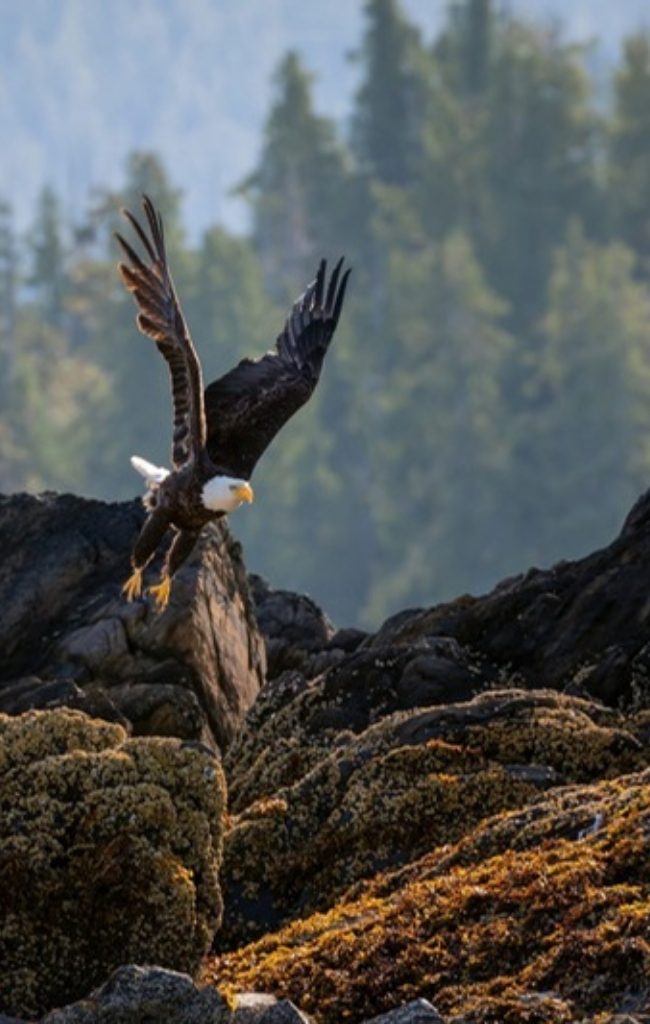 A bald eagle taking off from a rocky shore near Ketchikan