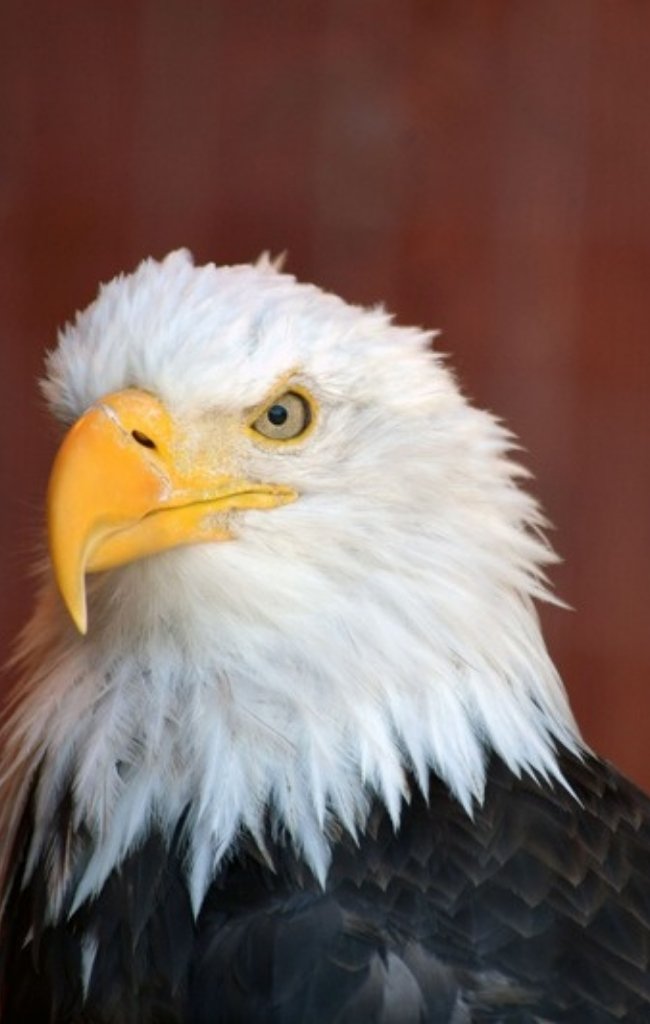A bald eagle near Anchorage