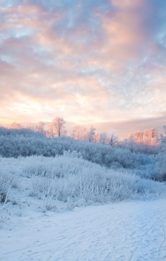 Snow-covered trees under a pastel winter sky near Anchorage