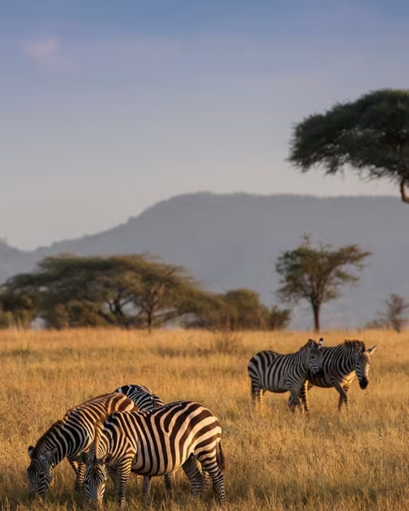 Zebras grazing in golden grass in Tanzania