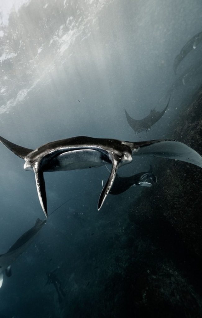 Oceanic manta rays gliding underwater off Bali