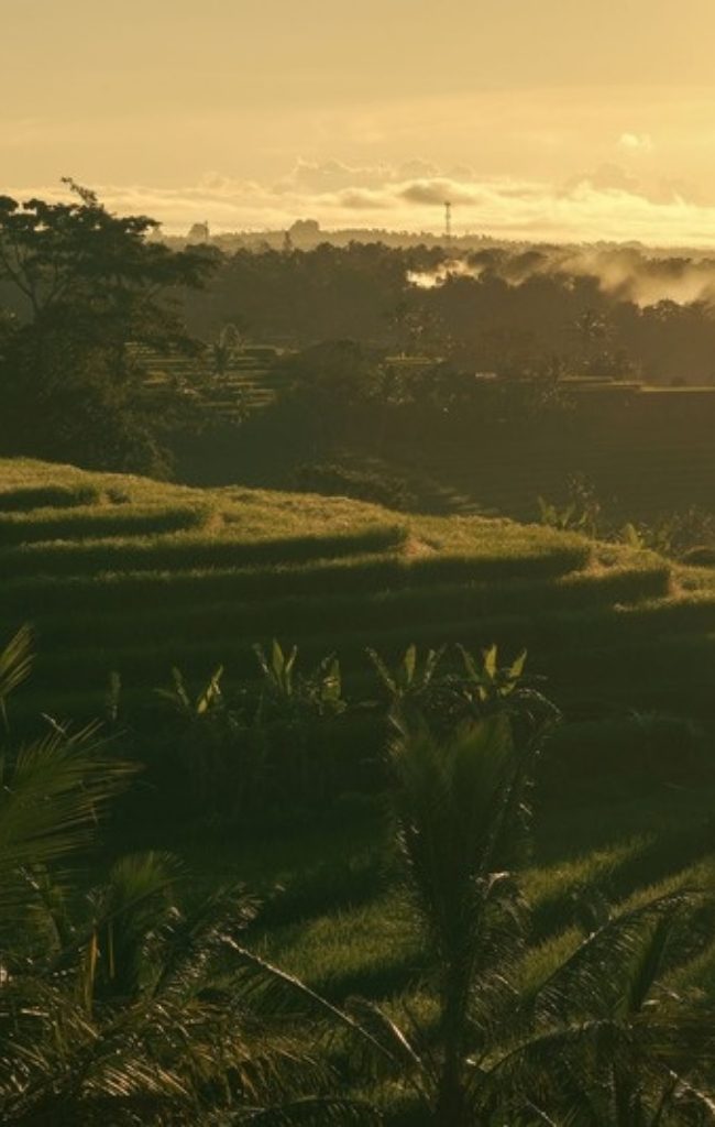 Rice terraces near Ubud in golden sunrise light