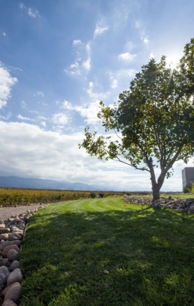 A tree beside a winery and its vineyards under a wide sky
