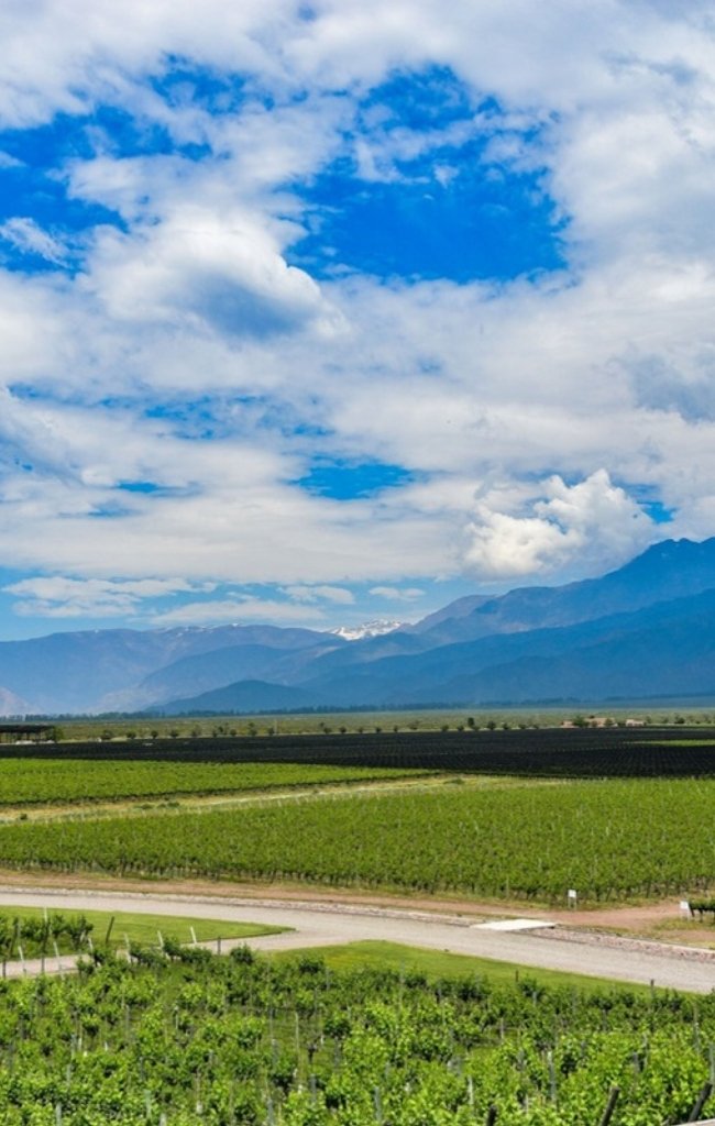 Vineyards below the Andes in Mendoza