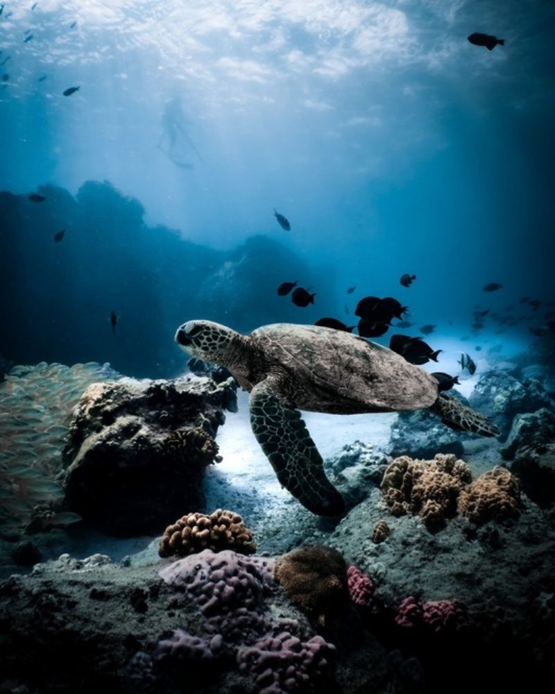 Sea turtle swimming over a coral reef