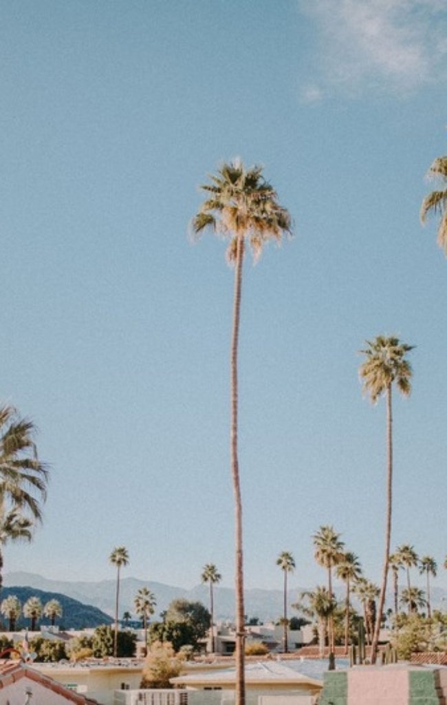 Tall palm trees against a clear sky in Palm Springs