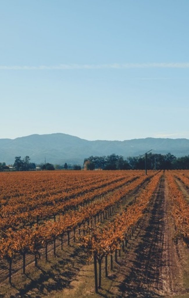 Vineyards turning gold and red in autumn in wine country