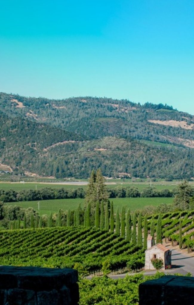Rows of vines below the hills of Napa Valley