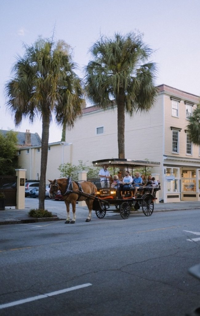 A horse-drawn carriage tour passing palmettos in Charleston