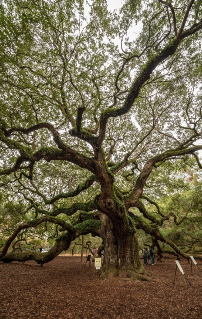 The sprawling limbs of the Angel Oak on Johns Island