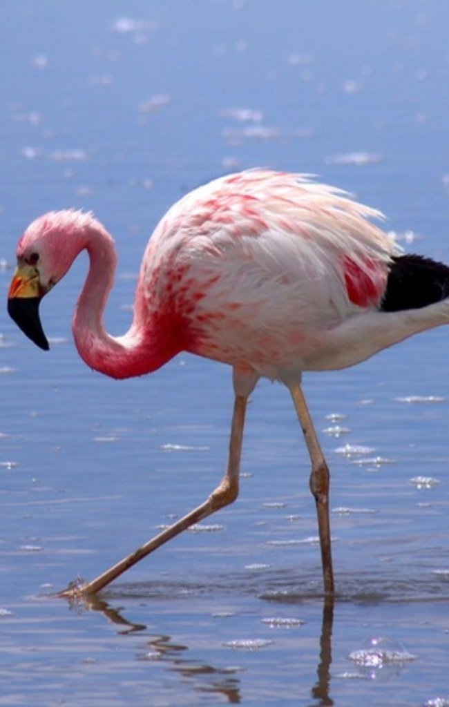 A flamingo wading in a high-altitude lagoon