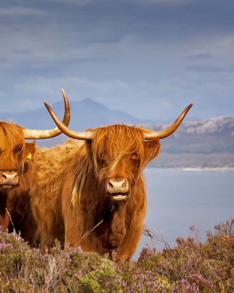 Highland cattle among heather in Scotland