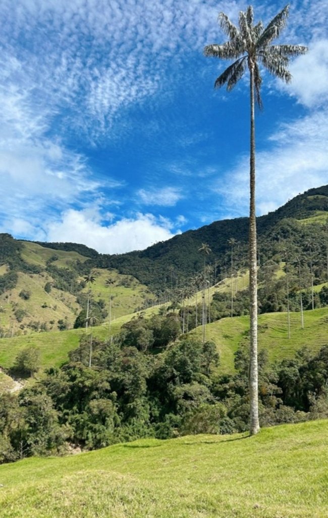 A tall wax palm above green hills in Valle de Cocora