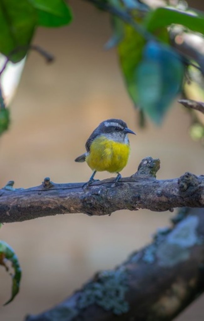 A colorful bird perched on a branch in the Colombian forest