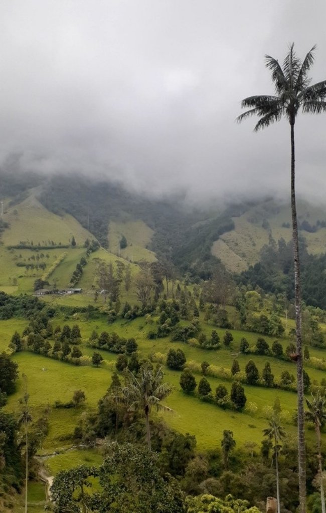 Wax palms in the misty Cocora Valley in the coffee region
