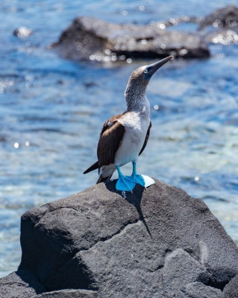 Blue-footed booby standing on a rock in the Galápagos Islands