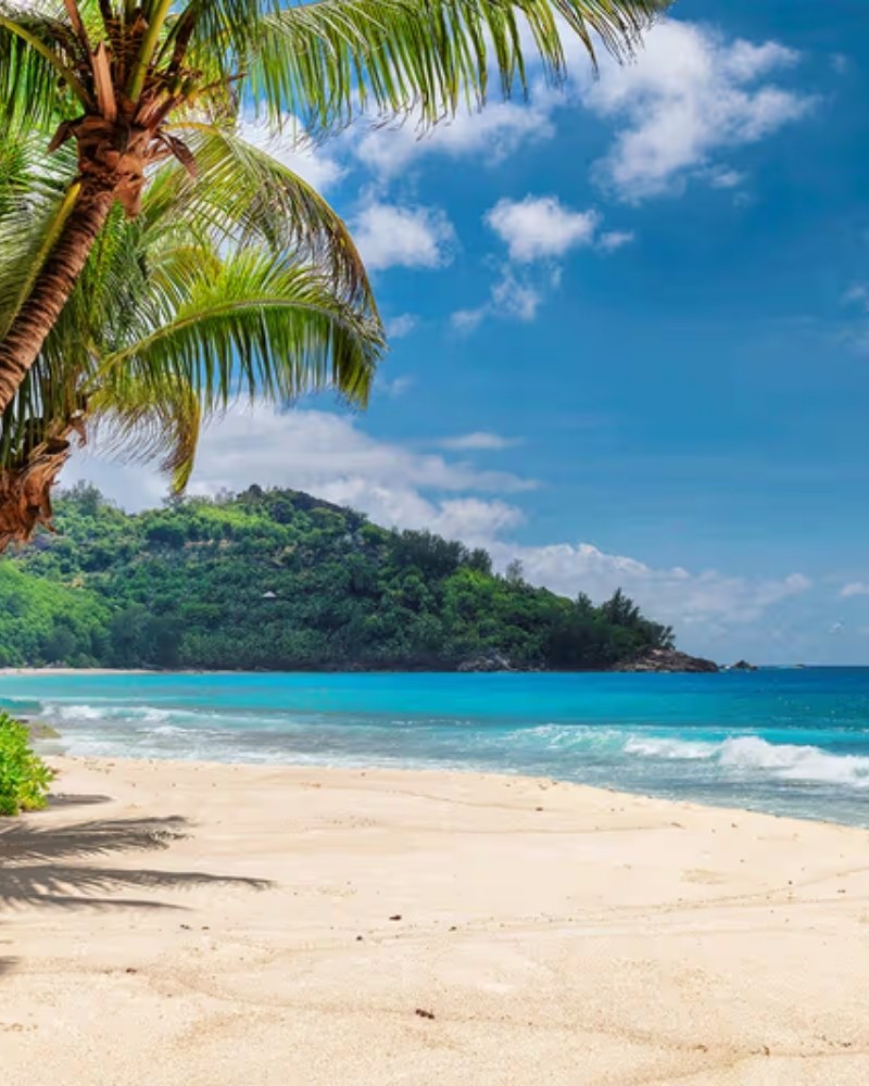 A palm-fringed tropical beach with turquoise water