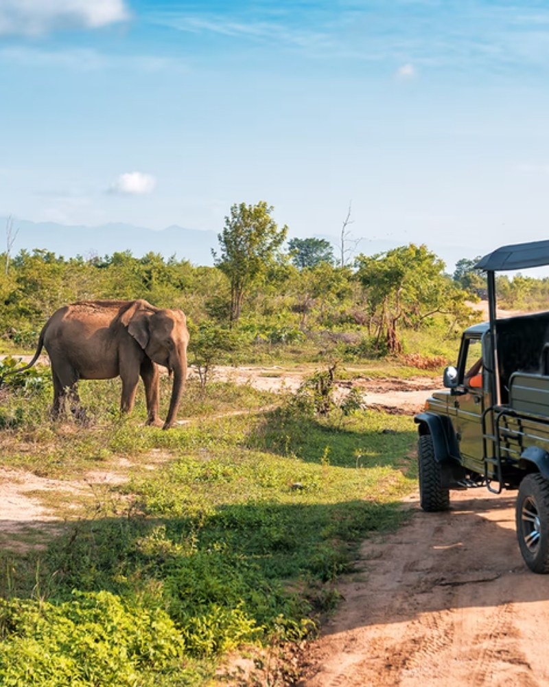 An elephant beside a safari vehicle