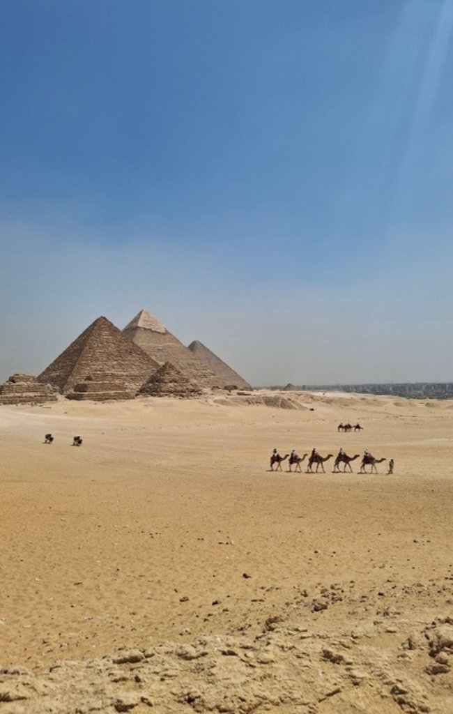 Camels walking near the Great Pyramids