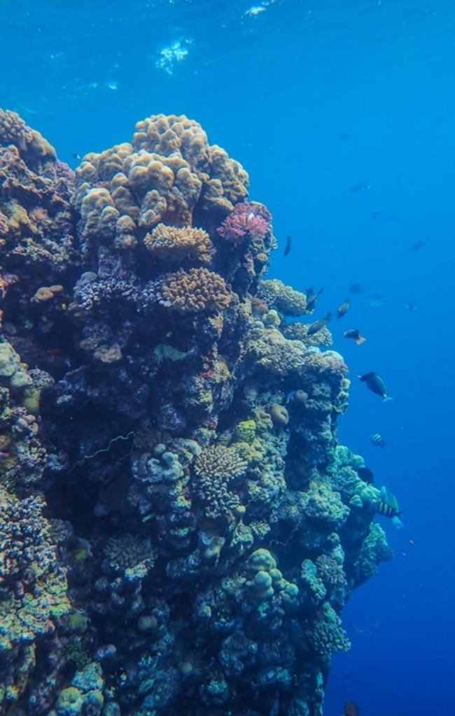 A colorful coral reef in the Red Sea