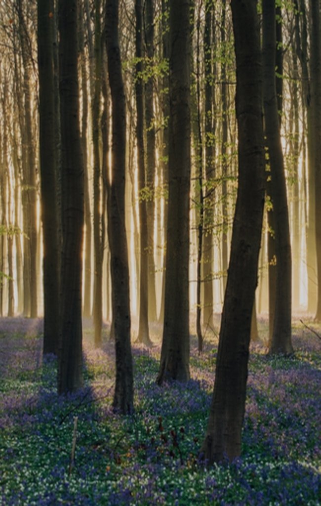 Bluebells beneath tall beech trees in a Flemish forest