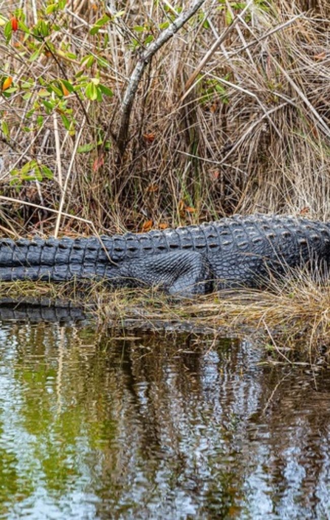 An alligator resting at the edge of the water in the Everglades