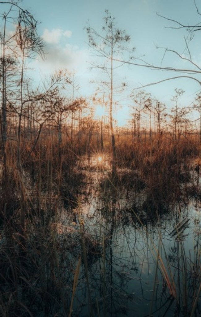 Cypress trees standing in still water in the Everglades at sunrise