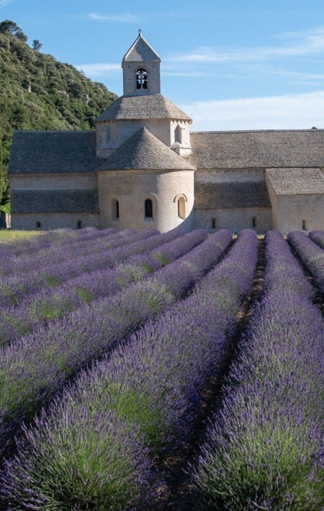 Lavender in bloom in front of the Abbaye de Senanque in Provence