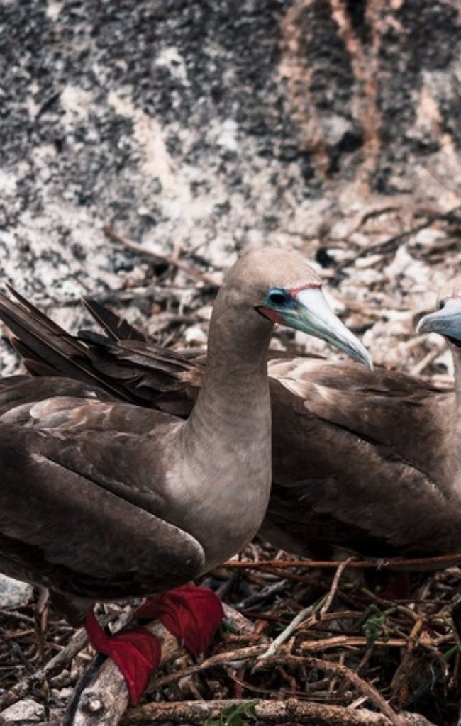 Two red-footed boobies on a nest