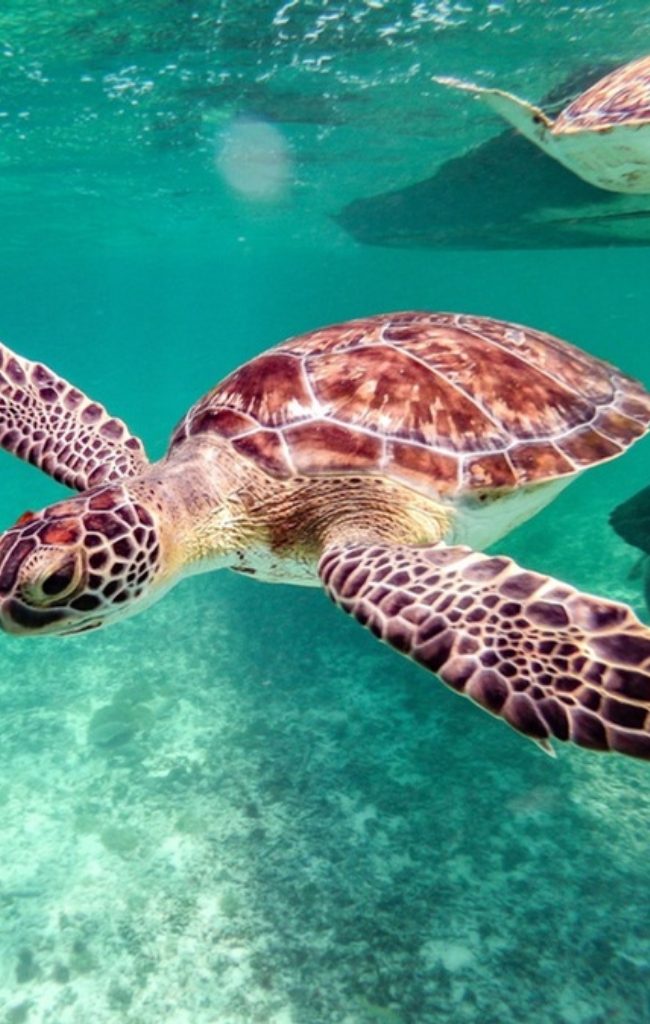 Two sea turtles swimming in clear blue water
