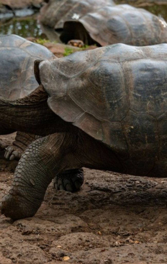 Giant tortoises roaming in the Galapagos highlands