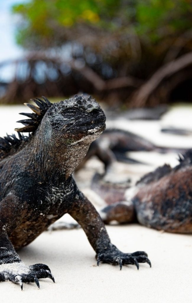 Marine iguanas on the white sand of a Galapagos beach