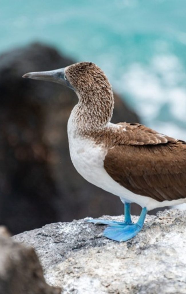 A blue-footed booby on a rocky shore with waves behind