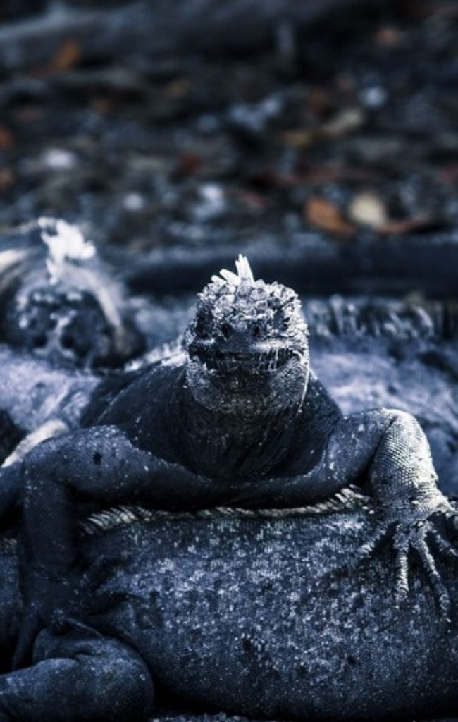 Marine iguanas resting on volcanic rock in the Galapagos
