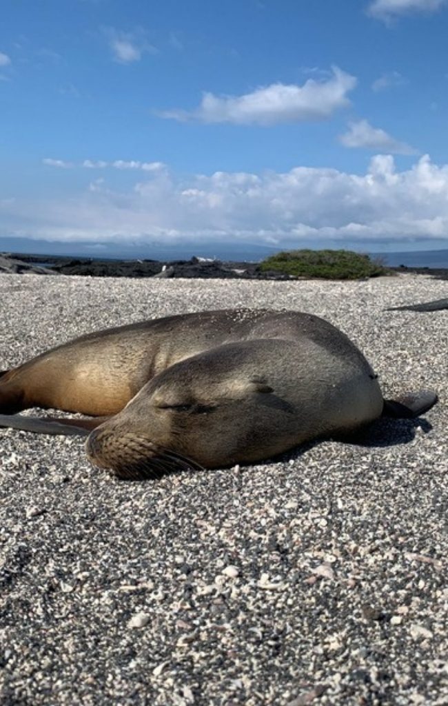 A sea lion on a Galapagos beach with marine iguanas behind