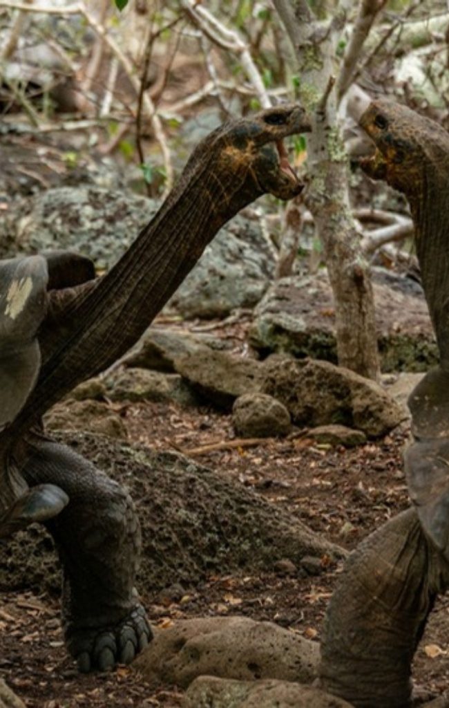 Two Galapagos giant tortoises in their natural habitat