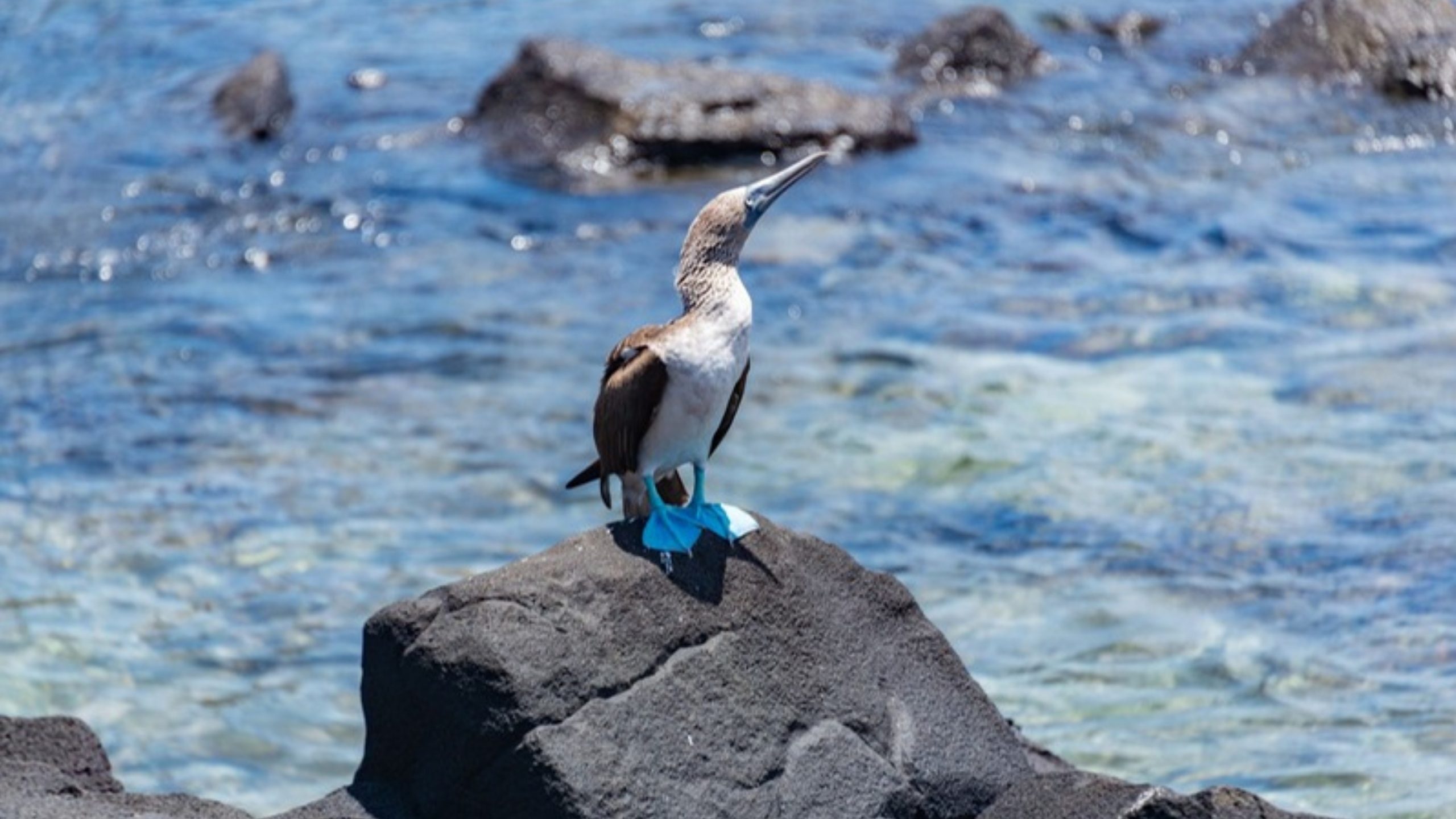 A blue-footed booby on a coastal rock above the ocean