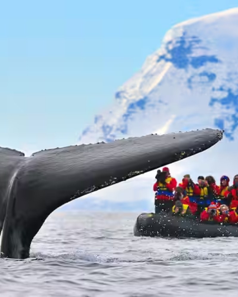 A humpback whale's tail beside a Zodiac in Antarctica