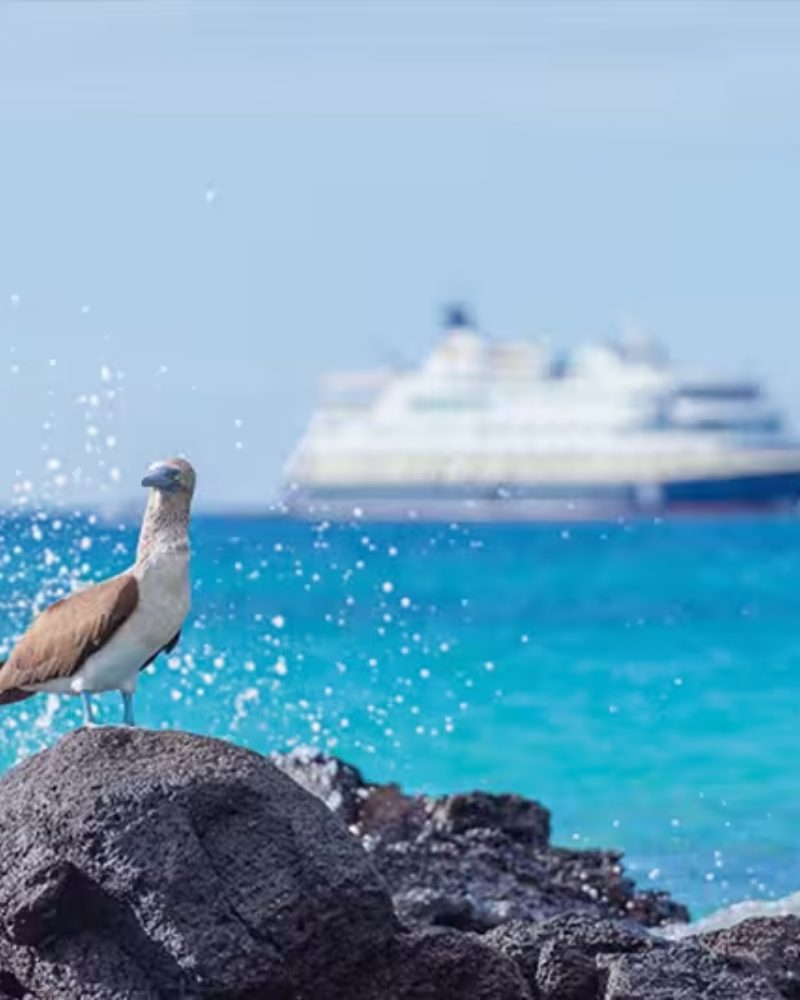 A blue-footed booby on volcanic rock with an expedition ship offshore in the Galápagos
