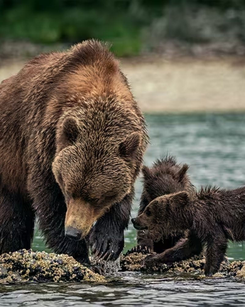 A brown bear and cubs feeding along a rocky shore in Alaska