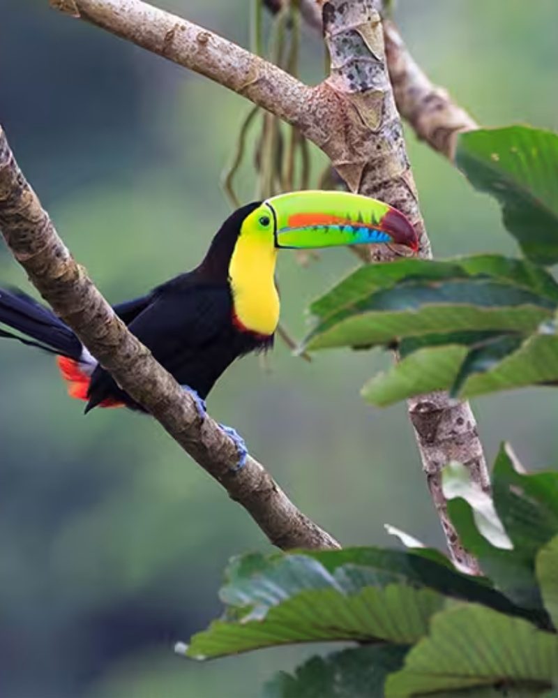A keel-billed toucan perched in the rainforest