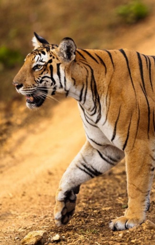 A Bengal tiger walking along a forest track