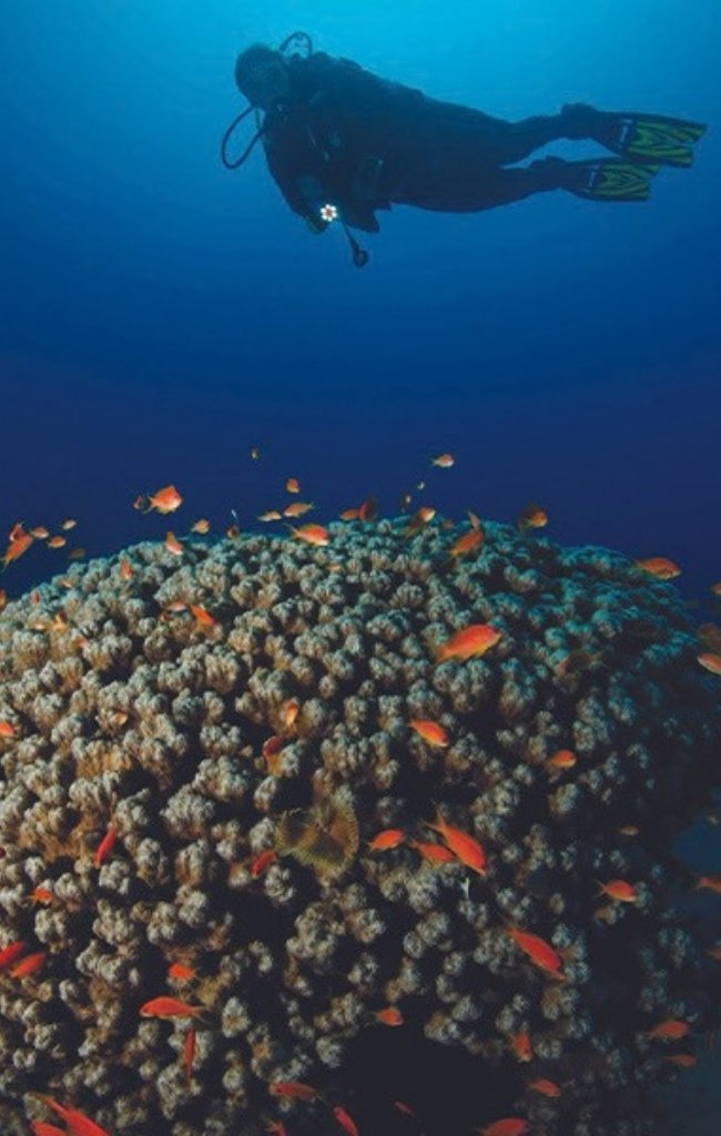 A diver above a coral reef with orange fish in the Gulf of Aqaba