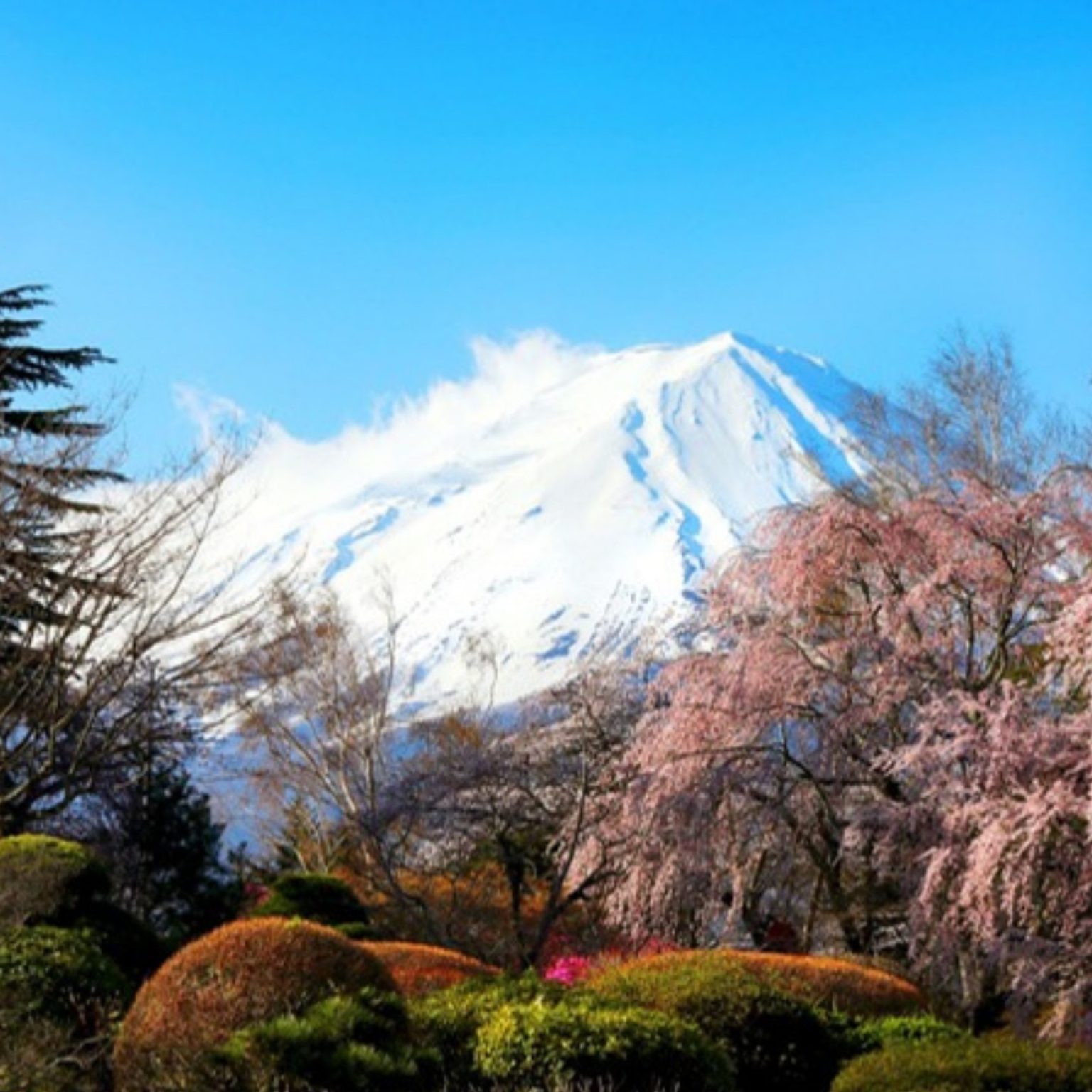 Snow-capped Mount Fuji behind cherry blossoms